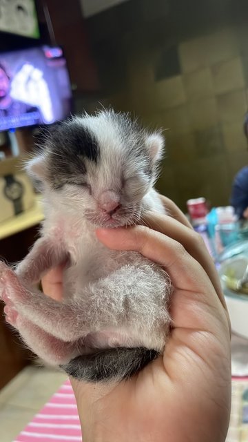 Lil Chonk  - Domestic Medium Hair Cat