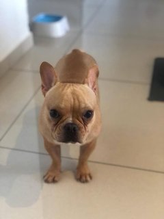 Cooper - French Bulldog Dog