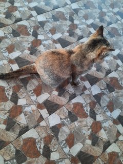 Jug  - Torbie + Domestic Short Hair Cat