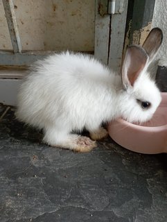 Baby Rabbits  - Polish Rabbit