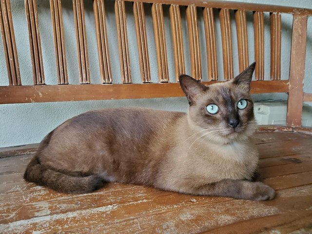 Chuklit - Siamese Cat