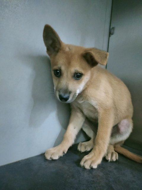 Brown 3 - Mixed Breed Dog