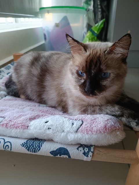 Lulu - Domestic Medium Hair + Siamese Cat