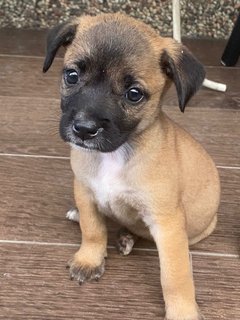 The Chocolate Puppies - Mixed Breed Dog