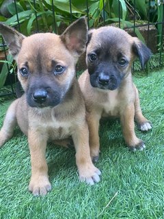 The Chocolate Puppies - Mixed Breed Dog