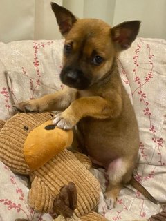 The Chocolate Puppies - Mixed Breed Dog