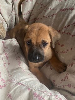 The Chocolate Puppies - Mixed Breed Dog