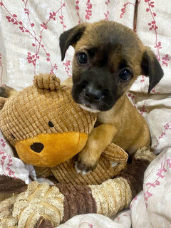 The Chocolate Puppies - Mixed Breed Dog