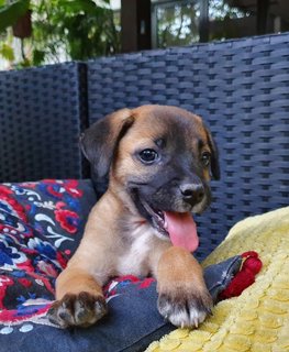 The Chocolate Puppies - Mixed Breed Dog