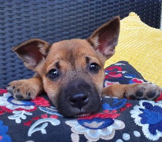 The Chocolate Puppies - Mixed Breed Dog