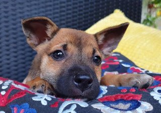 The Chocolate Puppies - Mixed Breed Dog