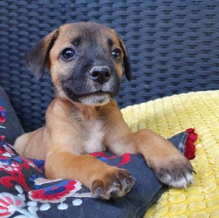 The Chocolate Puppies - Mixed Breed Dog