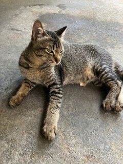 Jack &amp; Pepper  - Domestic Short Hair Cat