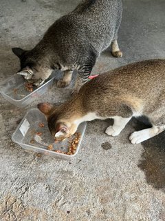 Jack &amp; Pepper  - Domestic Short Hair Cat