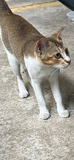 Jack &amp; Pepper  - Domestic Short Hair Cat