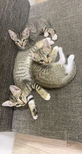 Nismo(Not for adoption)Mew & Ash