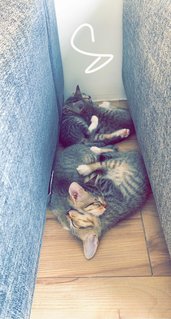 Seeking Urgent Adoption - Manx + Egyptian Mau Cat