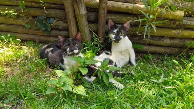 朋克小黑黑 Punker Black Black - Domestic Short Hair Cat