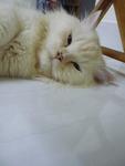 Gucci - Persian + Birman Cat