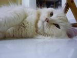 Gucci - Persian + Birman Cat