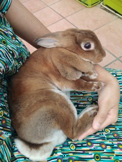 Brownie - Mini Rex Rabbit