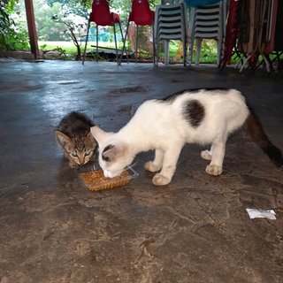 Biscuit ❤ Lapcat - Domestic Short Hair Cat