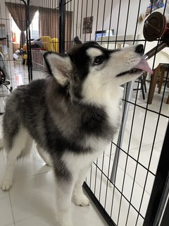 Eevee - Husky Dog