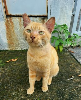 Tiger  - Domestic Short Hair Cat