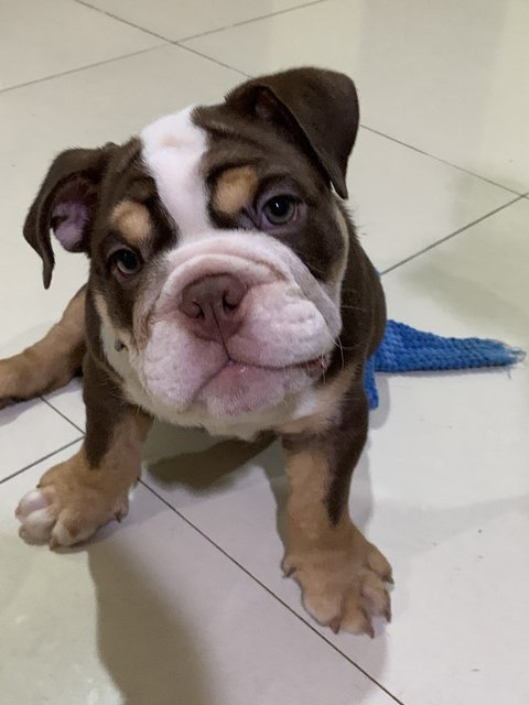 Woody - English Bulldog Dog