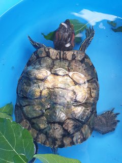 Red-eared Slider - Turtle Reptile