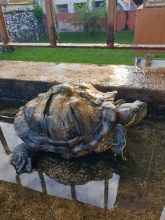 Red-eared Slider - Turtle Reptile