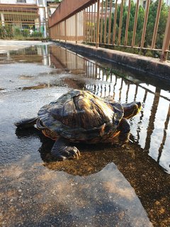 Red-eared Slider - Turtle Reptile