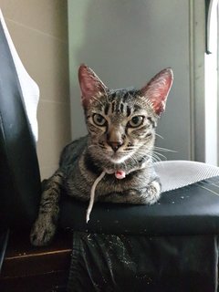 Piko - Tabby Cat