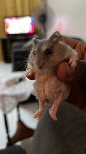 Kitty  - Short Dwarf Hamster Hamster