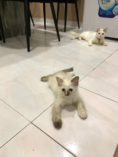 Tenonet - Domestic Long Hair Cat