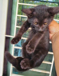 Stripey, Curvy, Blackie - Domestic Medium Hair Cat