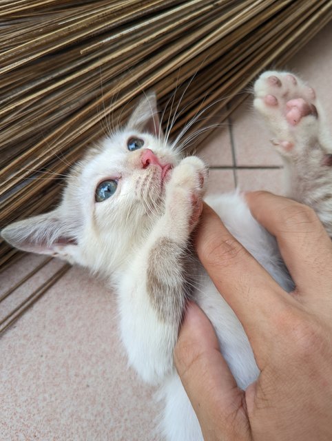 Milky And Oreo - Domestic Short Hair Cat