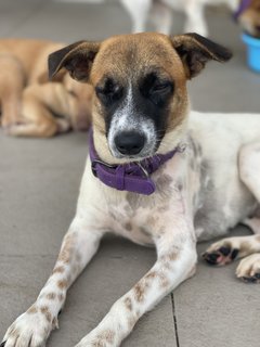 Clover  - Mixed Breed Dog