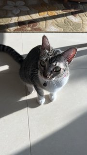 Haifa - Domestic Short Hair Cat