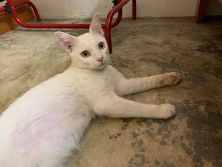 Putih - Domestic Short Hair Cat