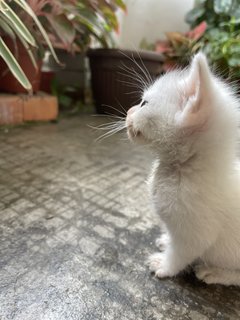 Buibui - Domestic Short Hair Cat