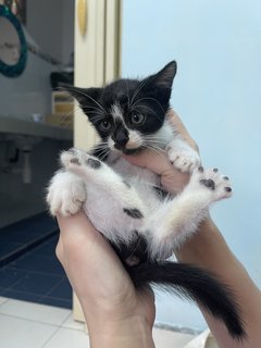 Oreo - Domestic Short Hair Cat