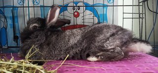 Oreo - Netherland Dwarf Rabbit