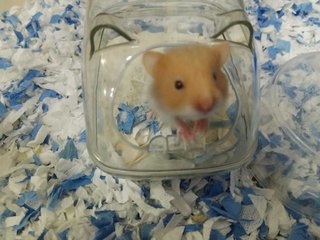 Cute Golden Syrians - Syrian / Golden Hamster Hamster