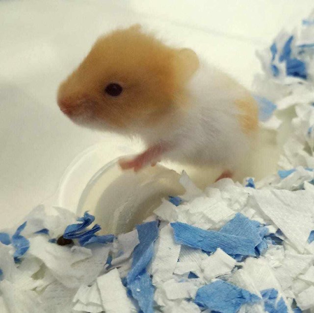 Cute Golden Syrians - Syrian / Golden Hamster Hamster