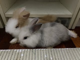 Pinocchio  - Mini Rex Rabbit