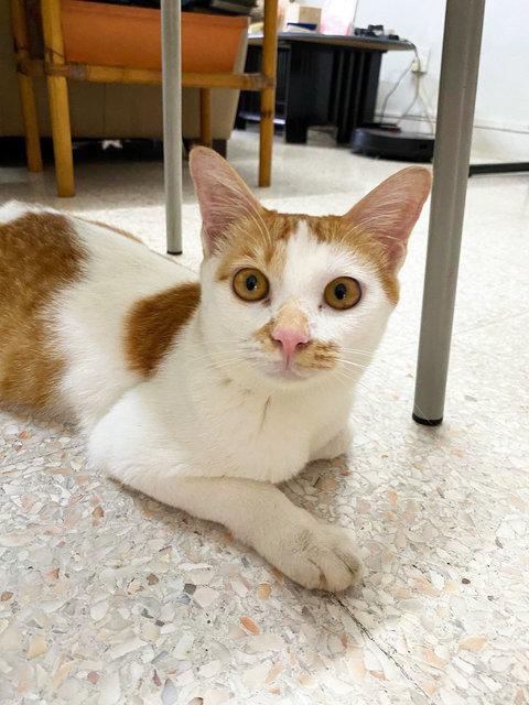 Leo &amp; Tiger - Domestic Short Hair Cat