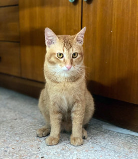 Leo &amp; Tiger - Domestic Short Hair Cat