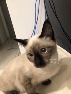 PF115547 - Siamese Cat