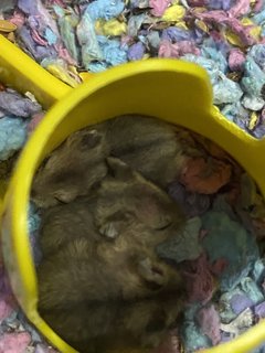 Baby Hamsters  - Short Dwarf Hamster + Roborovsky's Hamster Hamster